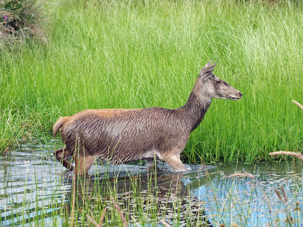 The Highland Safaris Gift Shop