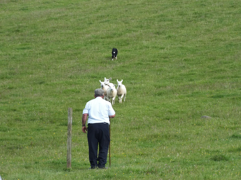 Annual Sheep Dog Trials Competition