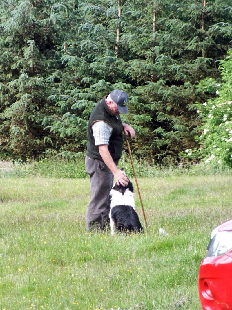 Annual Sheep Dog Trials Competition