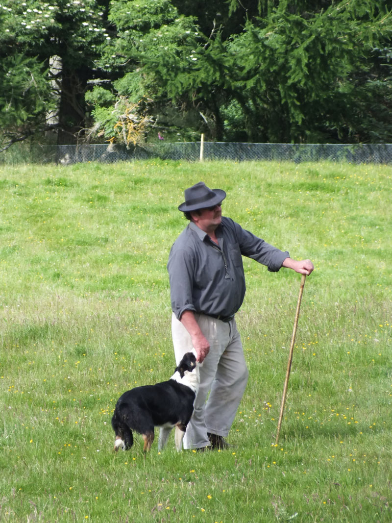 Annual Sheep Dog Trials Competition