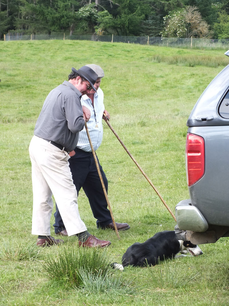 Annual Sheep Dog Trials Competition