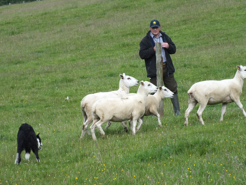 Annual Sheep Dog Trials Competition