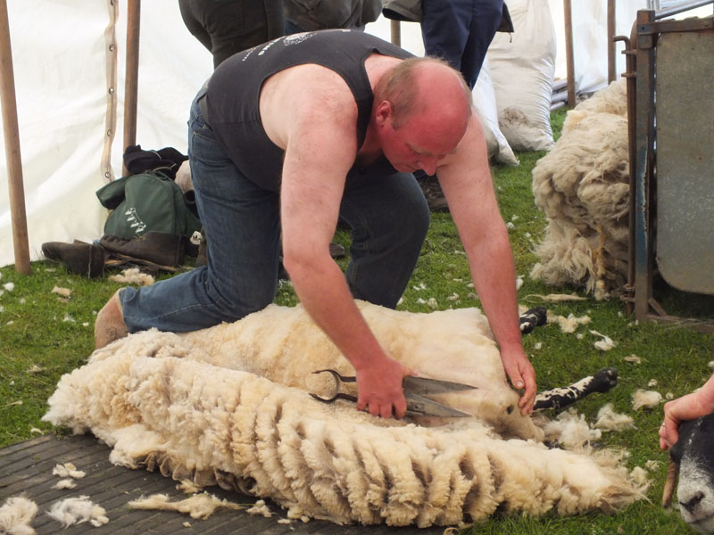 Annual Sheep Dog Trials Competition