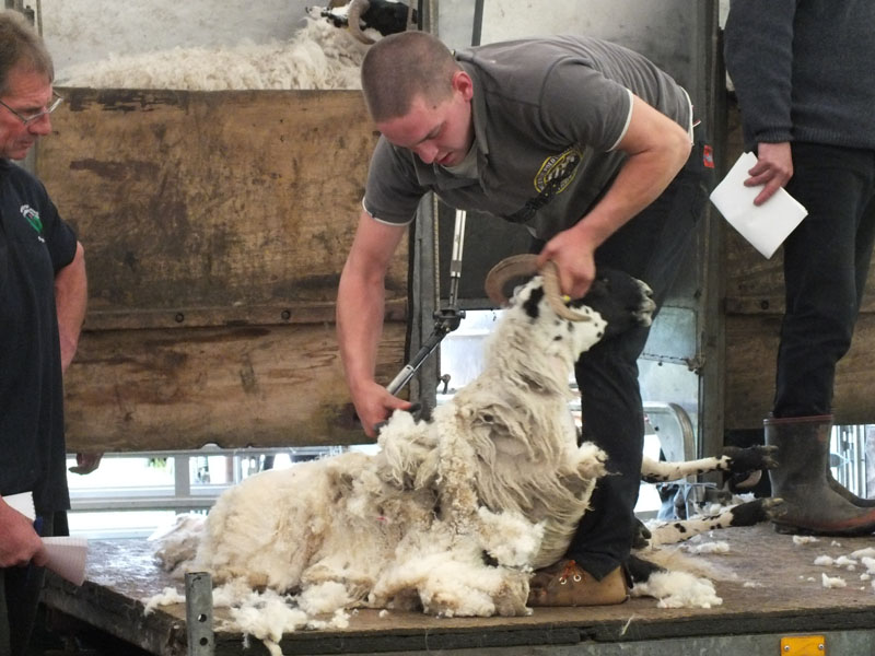 Annual Sheep Dog Trials Competition