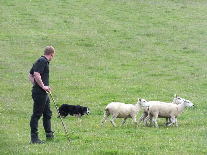 Annual Sheep Dog Trials Competition