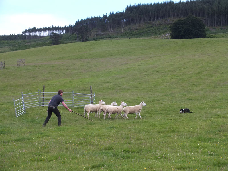 Annual Sheep Dog Trials Competition