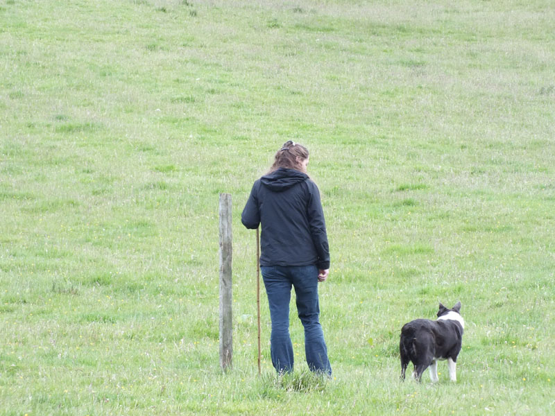 Annual Sheep Dog Trials Competition