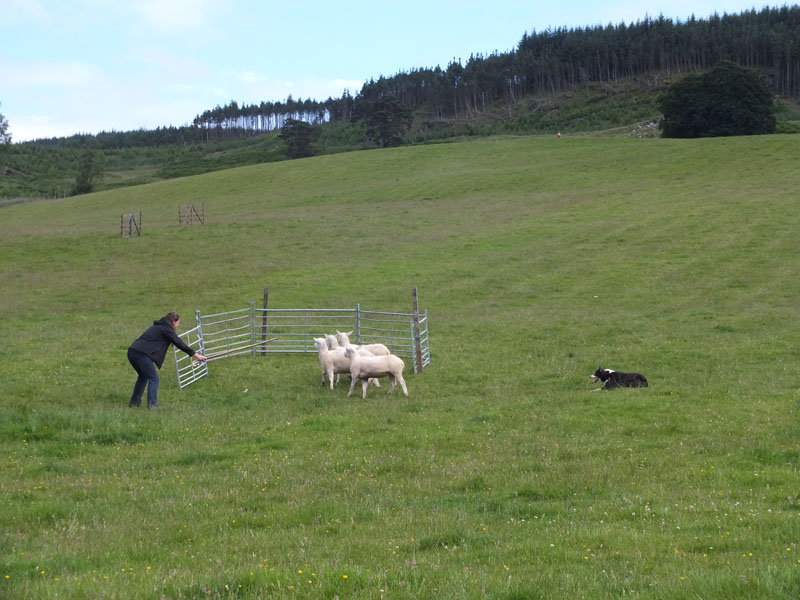 Annual Sheep Dog Trials Competition