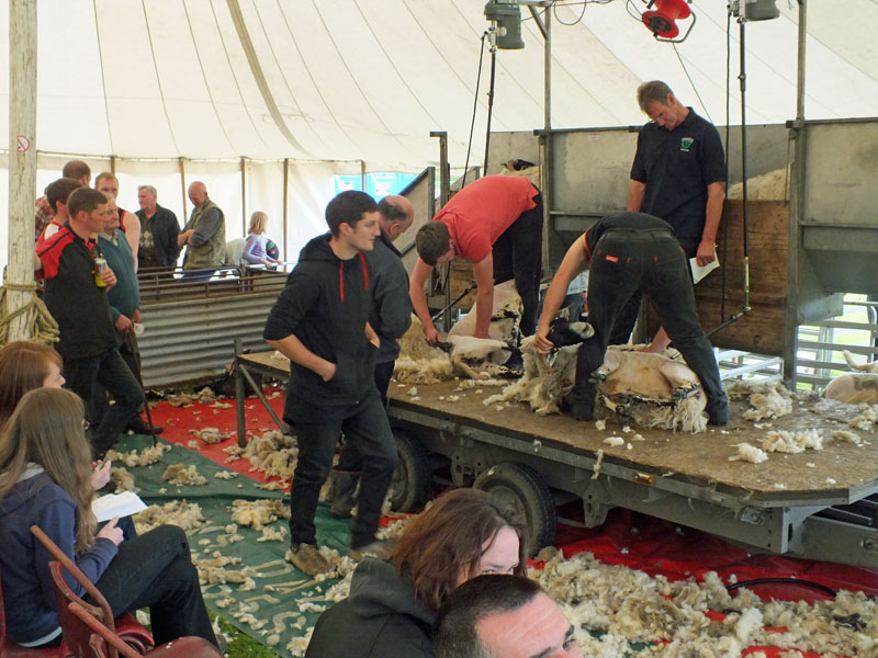Annual Sheep Dog Trials Competition