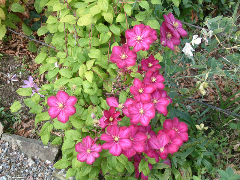 Bolfracks Ornamental Garden
