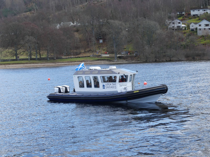 Loch Tay Safaris
