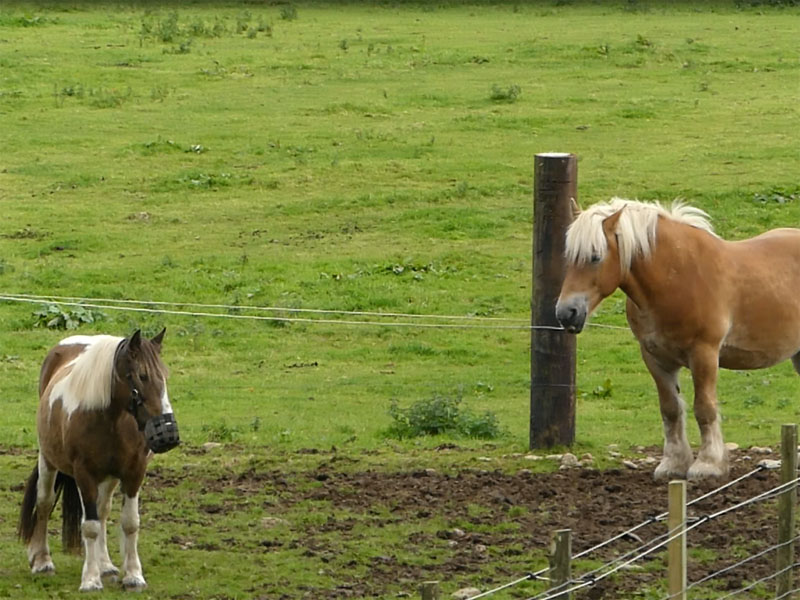 Mains of Taymouth Stables