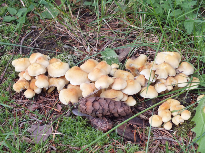 Pitlochry Walks Network