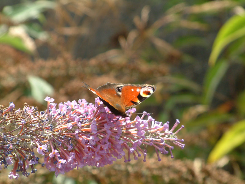 Pitlochry Walks Network